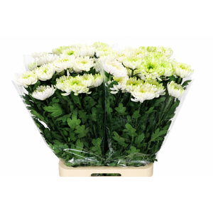 Chrysanthemum Gp Rossano Charlotte