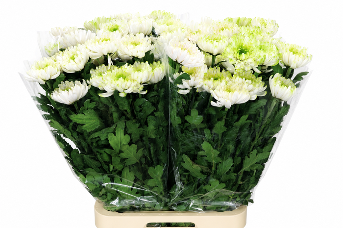 <h4>Chrysanthemum Gp Rossano Charlotte</h4>