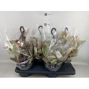 Peperomia clusiifolia 'Jellie'