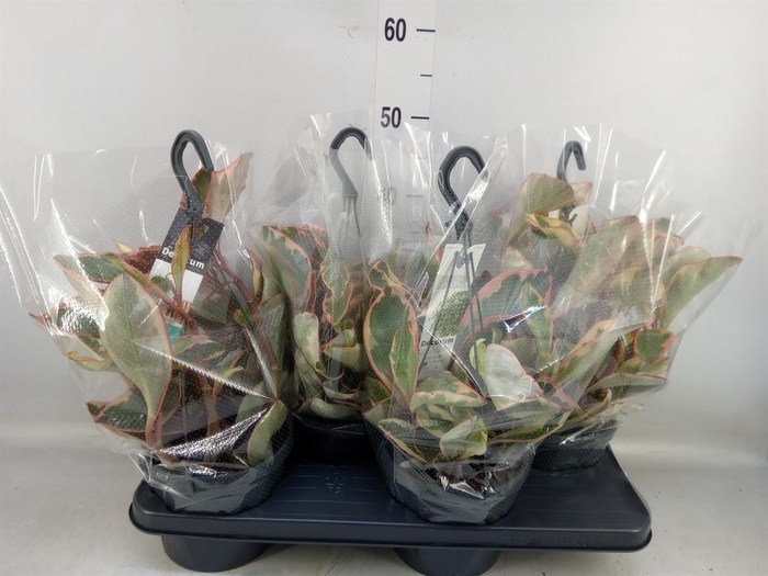 <h4>Peperomia clusiifolia 'Jellie'</h4>