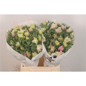 Anemone Mistral White