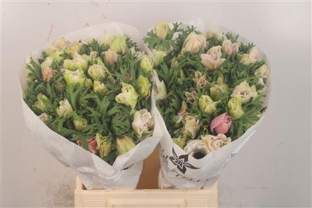 <h4>Anemone Mistral White</h4>