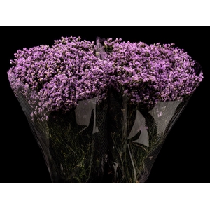 Limonium Lavander