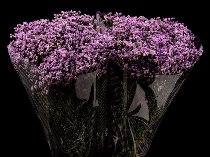 <h4>Limonium Lavander</h4>