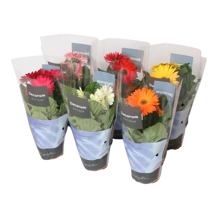 Gerbera 2+ bl. hoes Oxygen Decorum