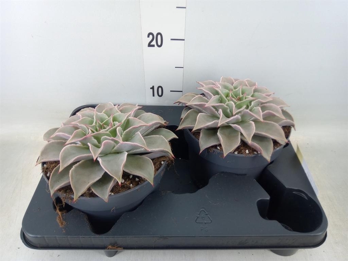 <h4>Echeveria   ...</h4>
