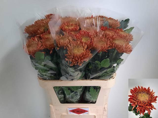 <h4>CHR G ARMG RED</h4>