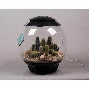 Terrarium XXL Exclusive zwart met Cactussen