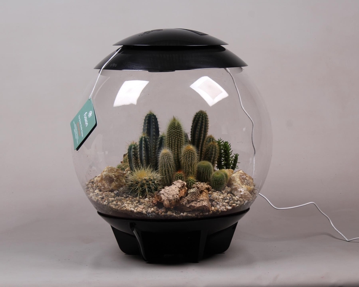 <h4>Terrarium XXL Exclusive zwart met Cactussen</h4>