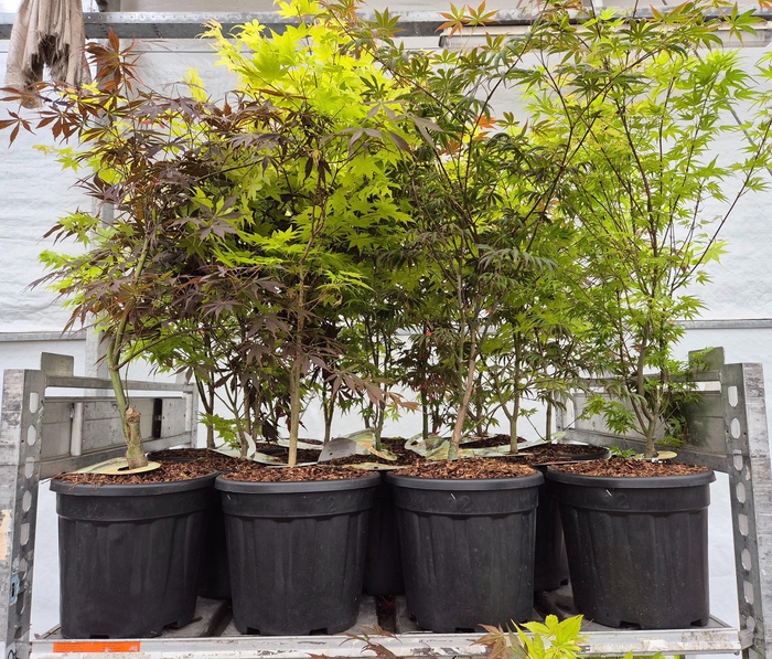 <h4>ACER PALMATUM</h4>