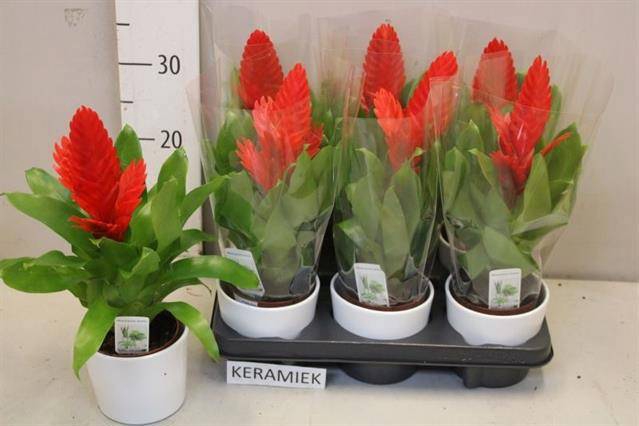 <h4>VRIES KALLISTO P</h4>