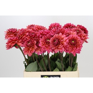 Dahlia Salmon Runner