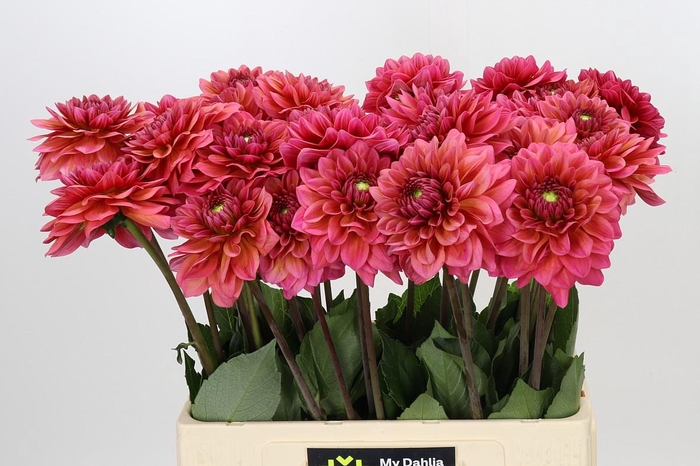 <h4>Dahlia Salmon Runner</h4>
