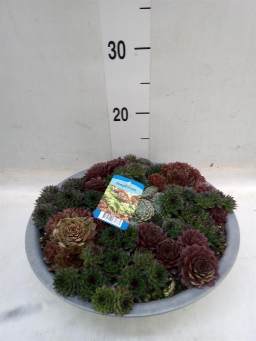 <h4>Sempervivum   ...</h4>