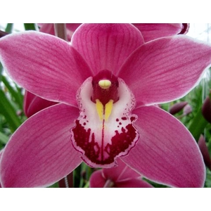 Cymbidium Princess