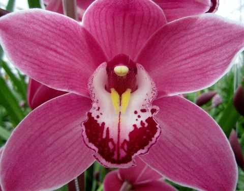 <h4>Cymbidium Princess</h4>