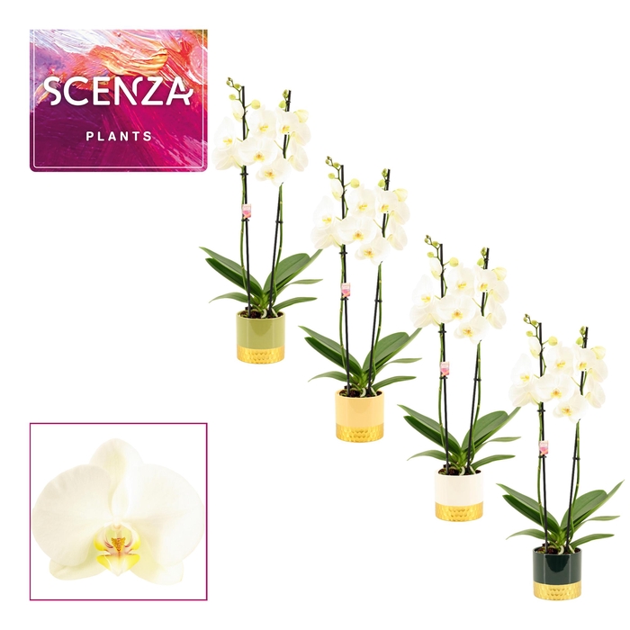 <h4>PHAL OV WIT</h4>