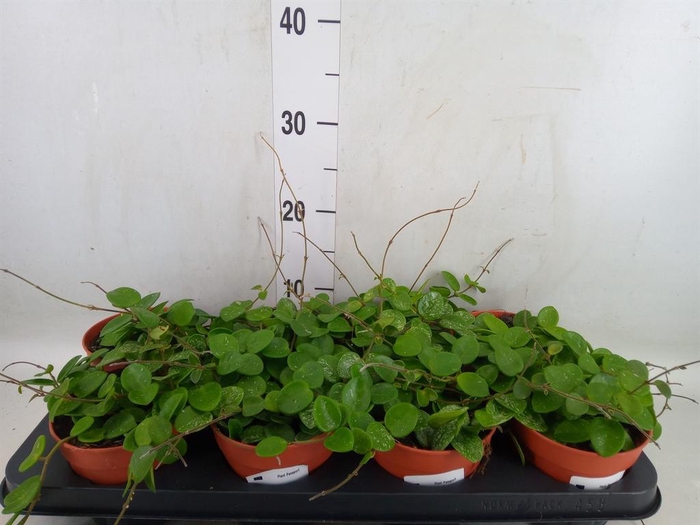 <h4>Hoya  'Mathilde'</h4>