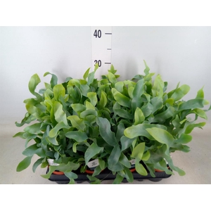 Phlebodium aureum 'Blue Star'