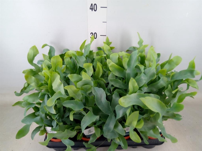 <h4>Phlebodium aureum 'Blue Star'</h4>