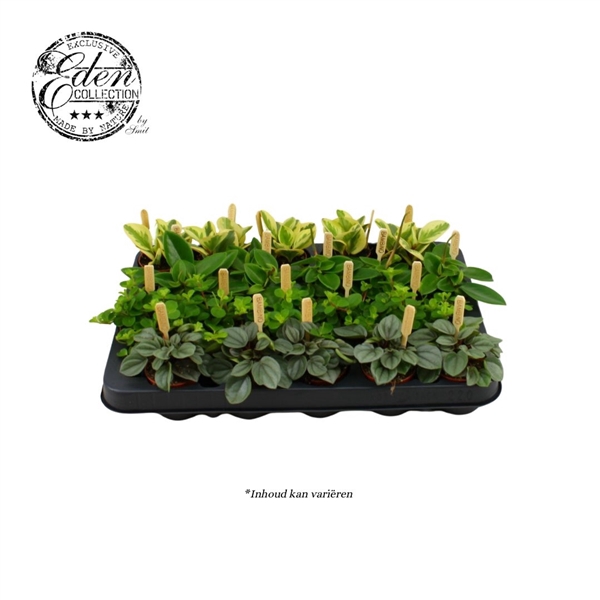 <h4>Peperomia gemengd 5,5cm</h4>