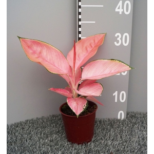 Aglaonema overig