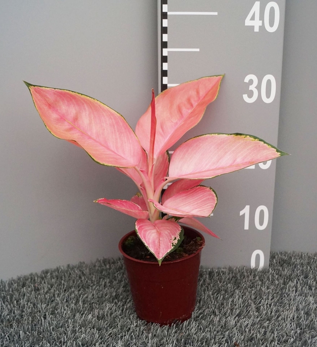 Aglaonema overig