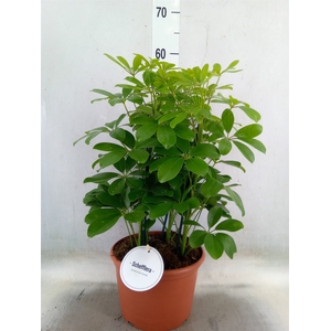 Schefflera arbor. 'Nora'