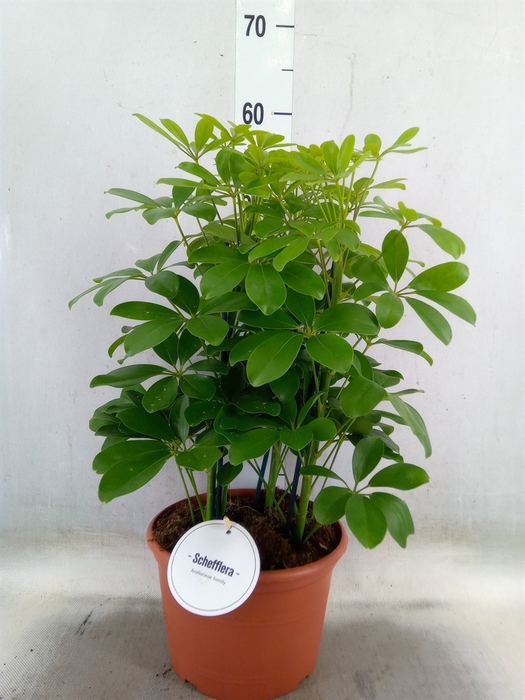 <h4>Schefflera arbor. 'Nora'</h4>