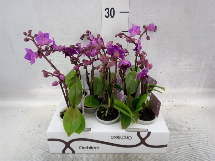 Phalaenopsis   ...mini
