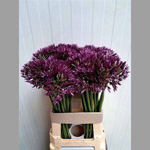 Allium Grootbloemig Wizzard