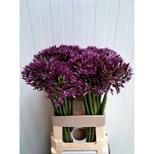 Allium Grootbloemig Wizzard