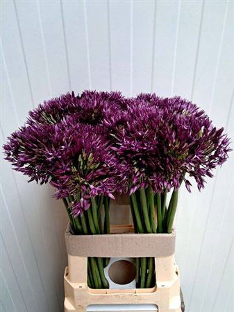<h4>Allium Grootbloemig Wizzard</h4>