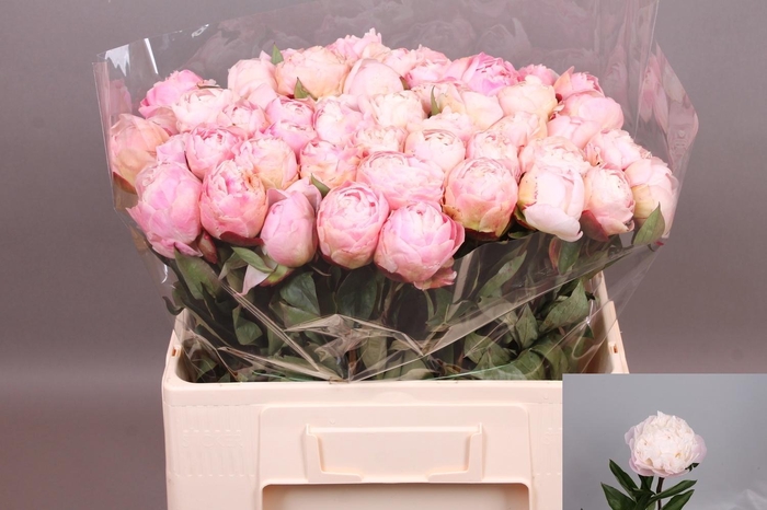<h4>PAEO L GARDENIA</h4>