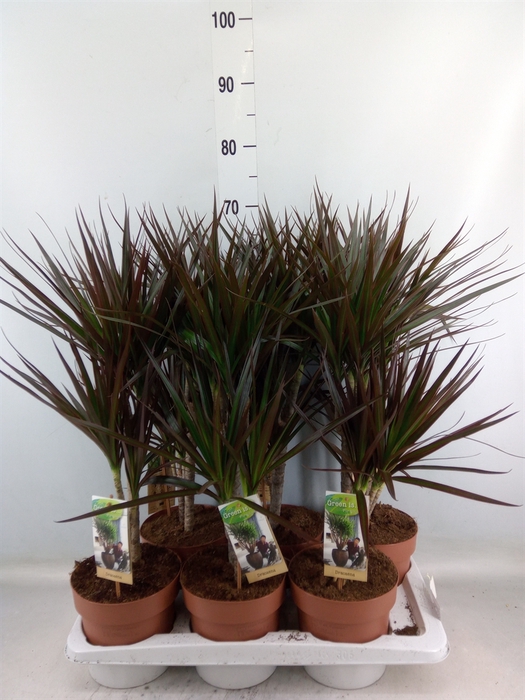 <h4>Dracaena marg. 'Magenta'</h4>