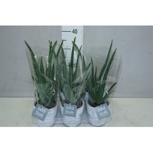 Aloe Vera In White Was Keramiek