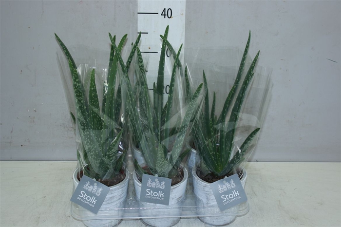 <h4>Aloe Vera In White Was Keramiek</h4>
