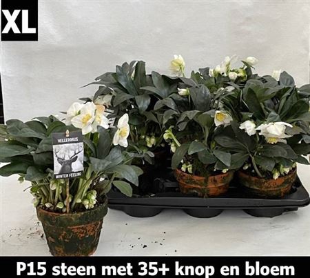 <h4>Hell Ni Winter Fleur 35+ ** In Terracotten Pot**</h4>