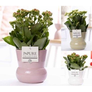 Kalanchoe mix in P&PURE Plant Vase Maxima ass.3