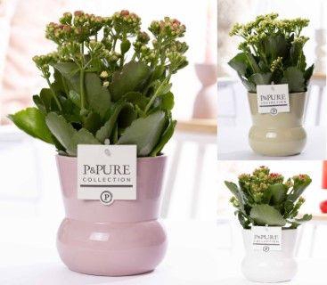 <h4>Kalanchoe mix in P&PURE Plant Vase Maxima ass.3</h4>