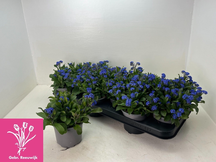 <h4>MYOS SY MON AMIE</h4>