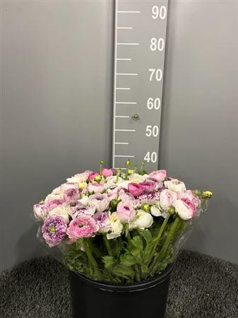 Ran Eleg White Stripes