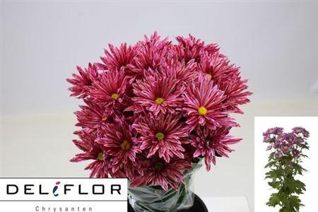 <h4>Chr T Stellini</h4>