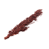 Amaranthus Caudatus Brown