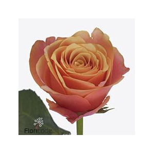Rosa large melange