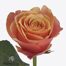 <h4>Rosa large melange</h4>