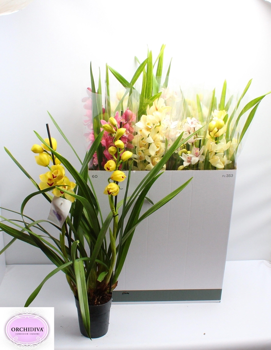 <h4>CYMB GEMENGD</h4>