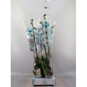 Phalaenopsis   ...