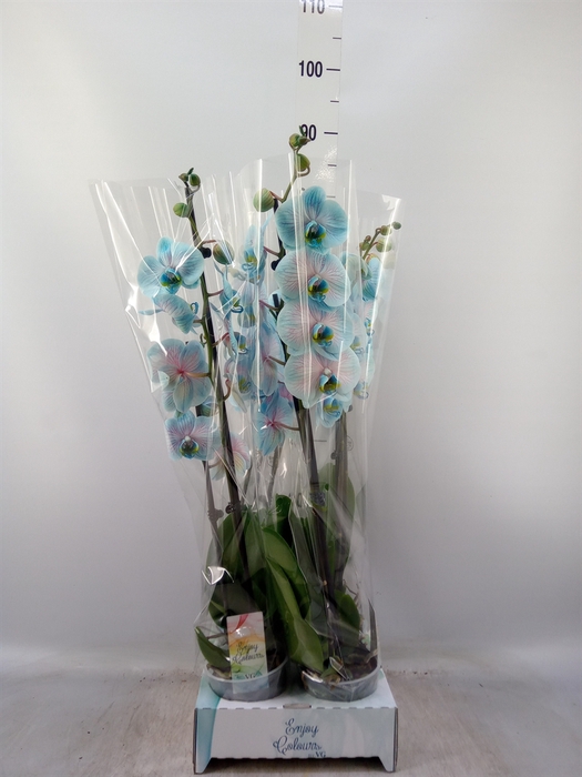<h4>Phalaenopsis   ...</h4>