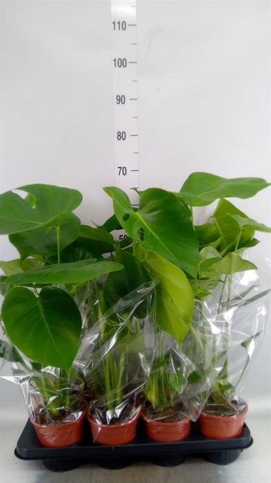 <h4>Monstera delic.</h4>